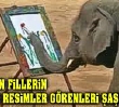 Daha nce Ressam Fil Grdnz m?