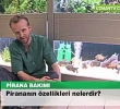 Piranann zellikleri nelerdir?