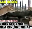 EE CANLI CANLI ASLANLARA ATTILAR!